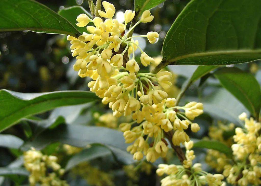 桂花的常見(jiàn)品種有哪些（桂花的品類介紹）